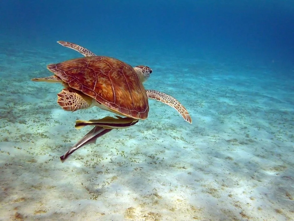 Ausflüge ab <br>Marsa Alam