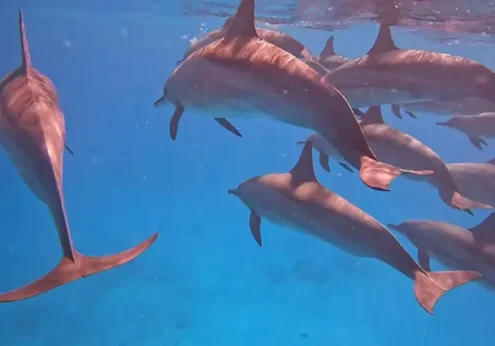Dolphin House Hurghada (3)