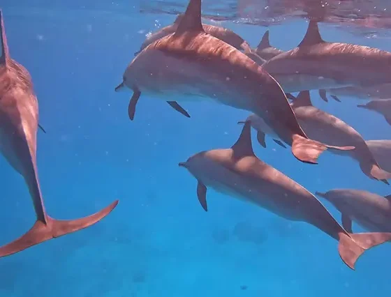 Dolphin House Hurghada (3)