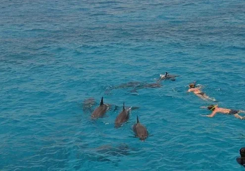 Dolphin House Safaga (1)