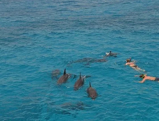 Dolphin House Safaga (1)