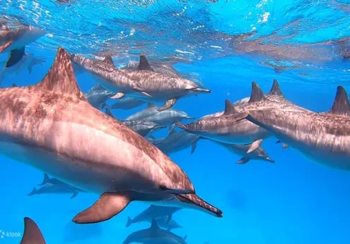 Dolphin House ab El Gouna (1)
