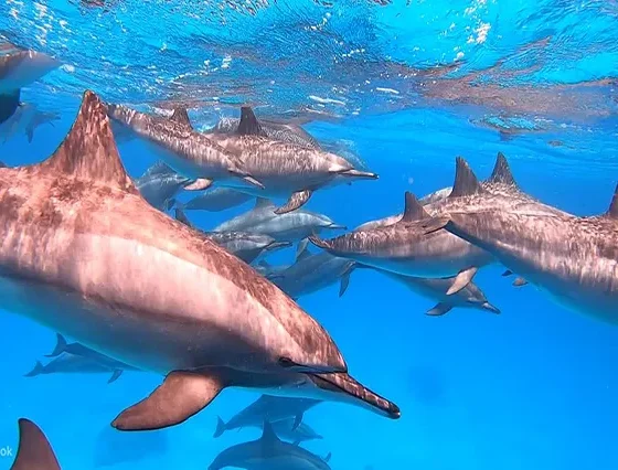 Dolphin House ab El Gouna (1)