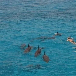 Dolphin House Hurghada (1)