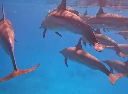 Dolphin House Hurghada (3)