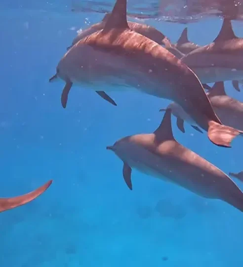 Dolphin House Hurghada (3)