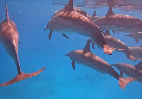 Dolphin House Hurghada (3)