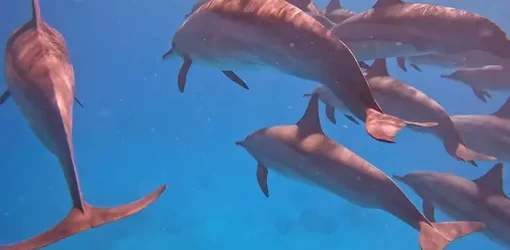 Dolphin House Hurghada (3)