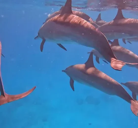 Dolphin House Hurghada (3)