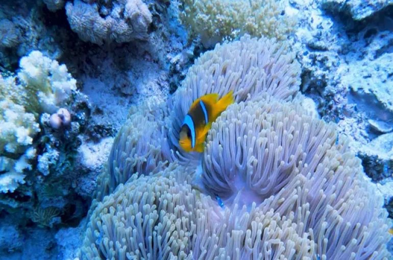 Dolphin House Hurghada (4)