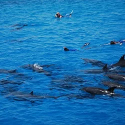 Dolphin House Makadi Bay (2)