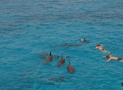 Dolphin House Safaga (1)