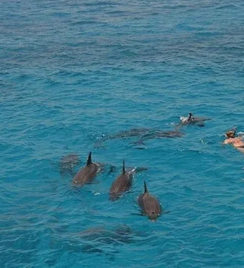 Dolphin House Safaga (1)