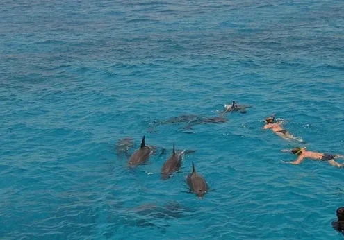 Dolphin House Safaga (1)
