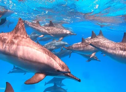 Dolphin House ab El Gouna (1)