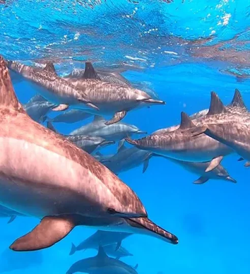 Dolphin House ab El Gouna (1)