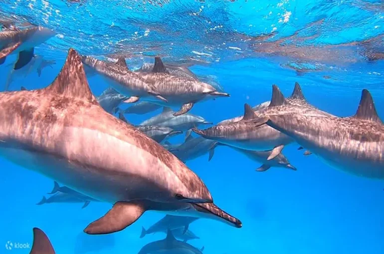 Dolphin House ab Safaga (1)