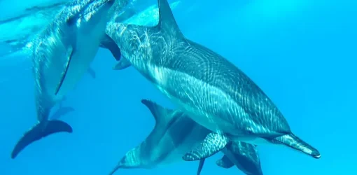 Dolphin House ab Safaga (2)