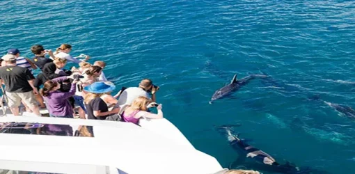 Hurghada Schnorcheln MIT Delfinen (3)