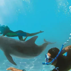 Hurghada Schnorcheln MIT Delfinen (5)